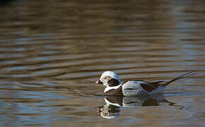 Long-tailed Duck