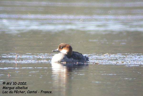 Smew