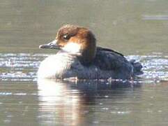 Smew