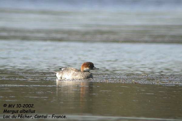 Smew