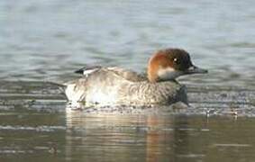 Smew