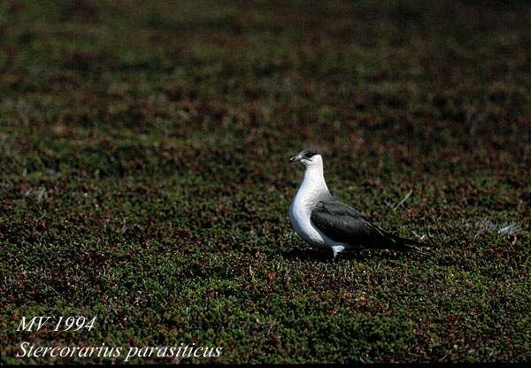 Parasitic Jaeger