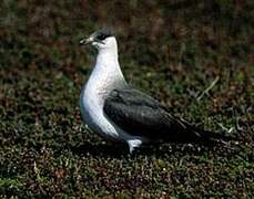 Parasitic Jaeger