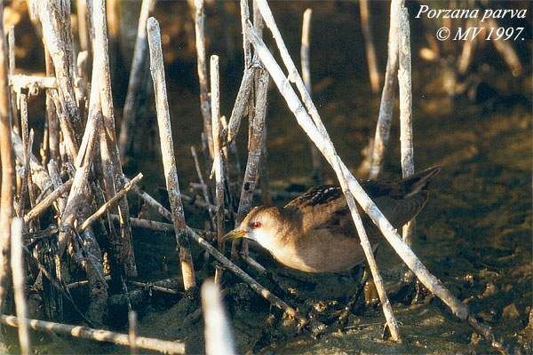 Little Crake