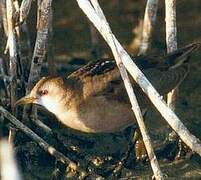 Little Crake