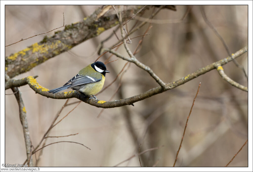 Great Tit