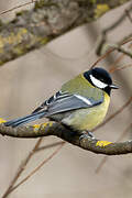 Great Tit