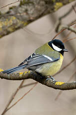 Mésange charbonnière