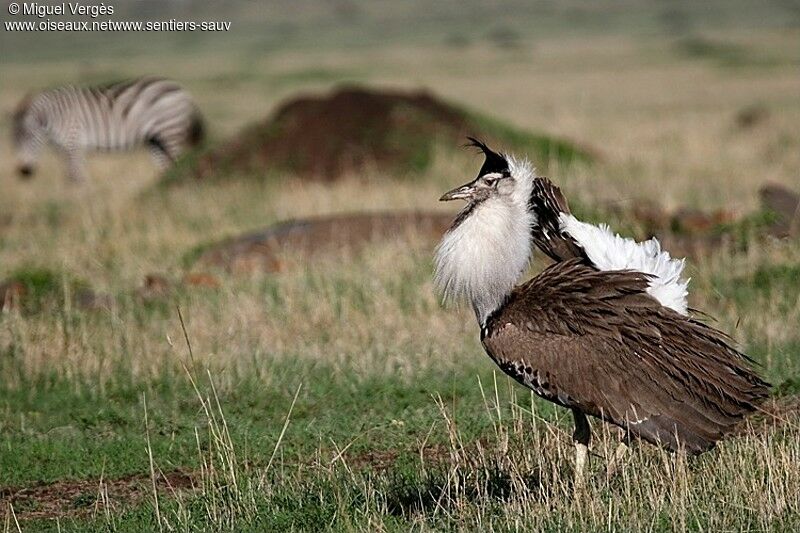 Kori Bustard