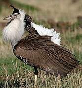 Kori Bustard