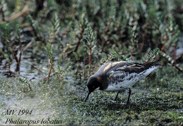 Phalarope à bec étroit