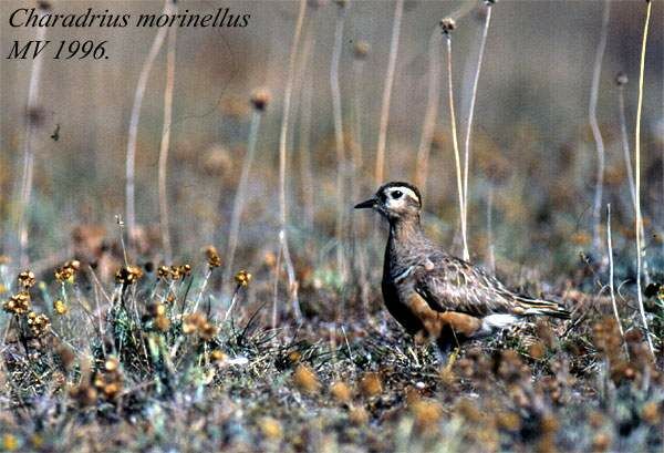 Eurasian Dotterel