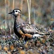 Eurasian Dotterel