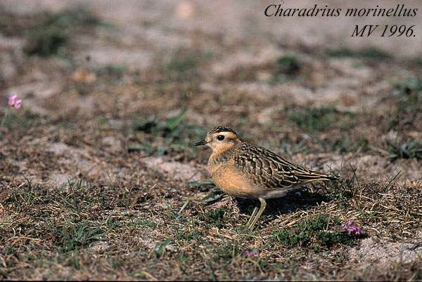 Eurasian Dotterel