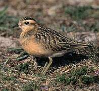 Eurasian Dotterel