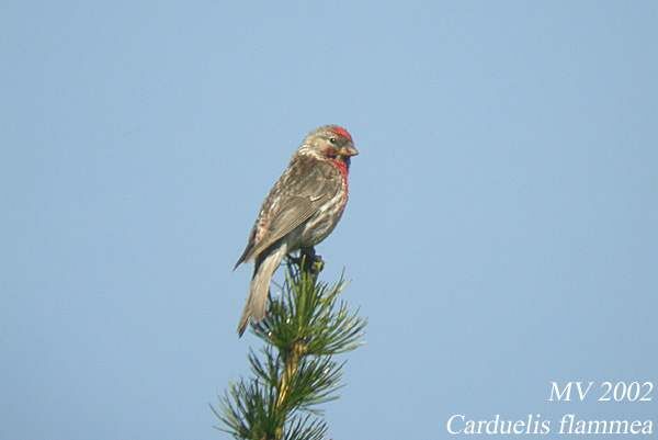 Common Redpoll