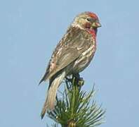 Common Redpoll