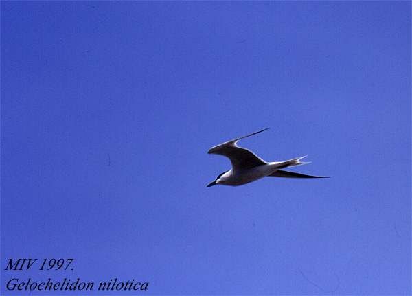 Gull-billed Tern