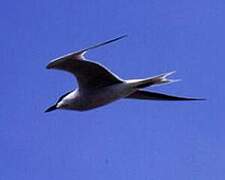 Gull-billed Tern