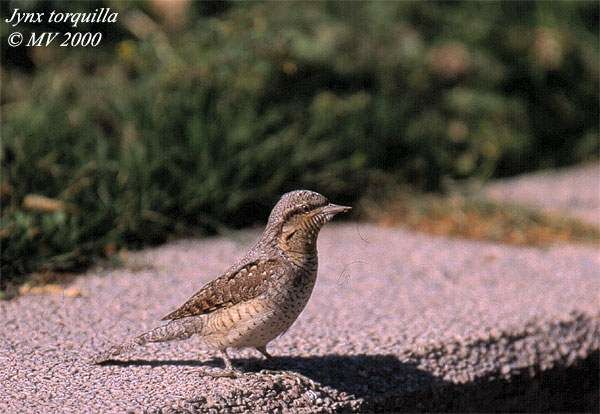 Eurasian Wryneck