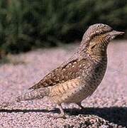 Eurasian Wryneck