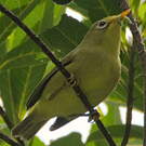 Rota White-eye