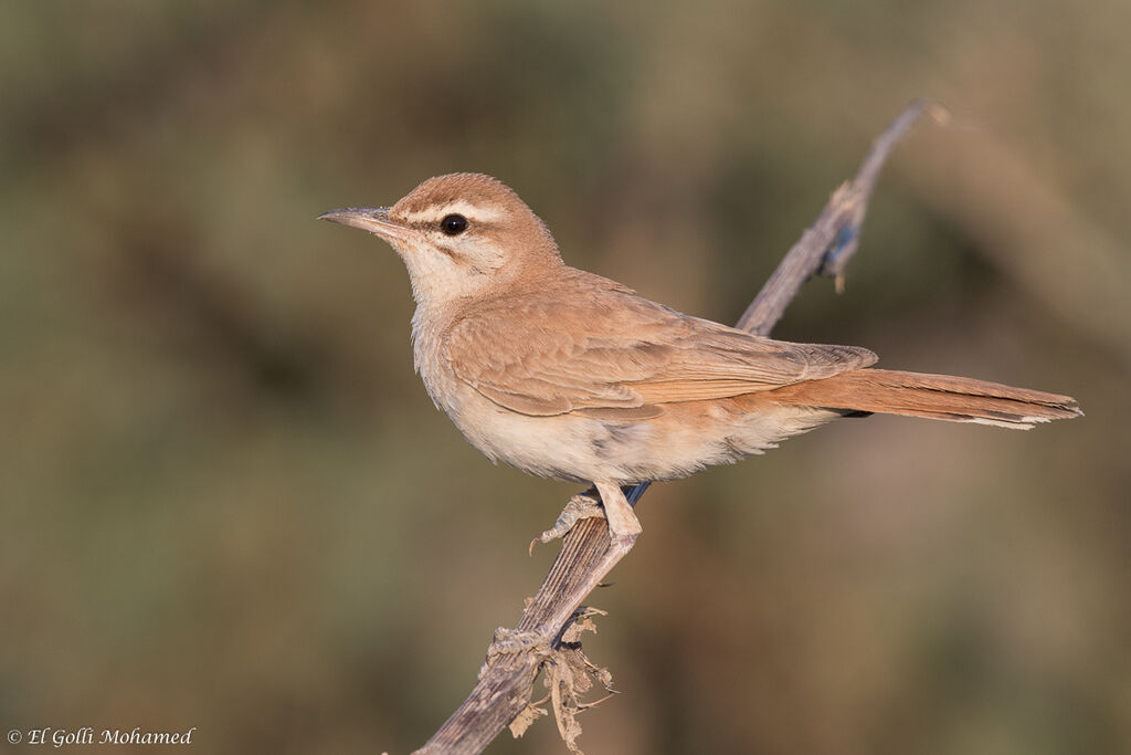 Rufous-tailed Scrub Robin