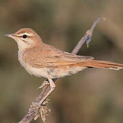 Rufous-tailed Scrub Robin