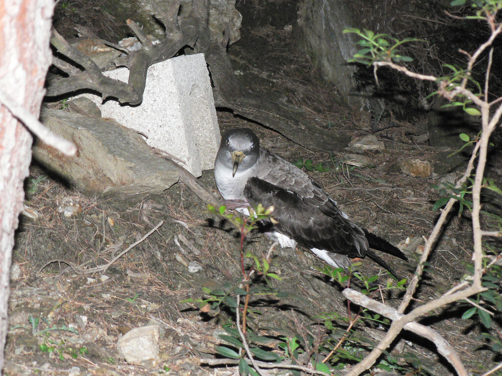 Puffin de Scopoliadulte