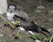 Scopoli's Shearwater