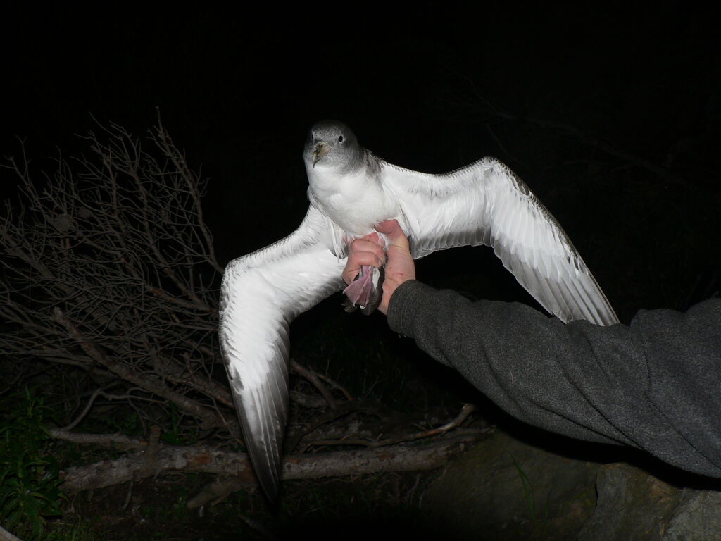 Scopoli's Shearwateradult