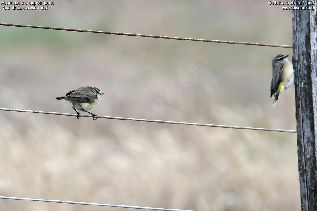 Yellow-rumped Thornbillimmature, habitat