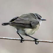 Yellow-rumped Thornbill