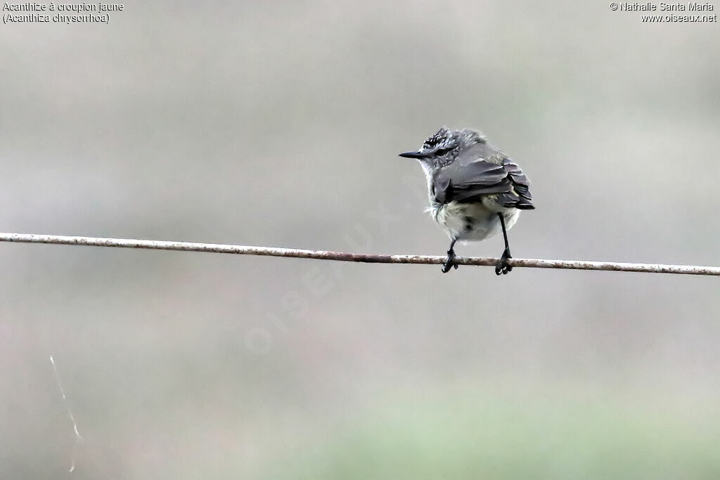 Yellow-rumped Thornbillimmature, identification