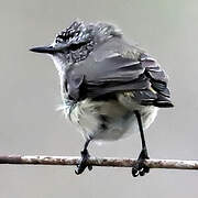 Yellow-rumped Thornbill