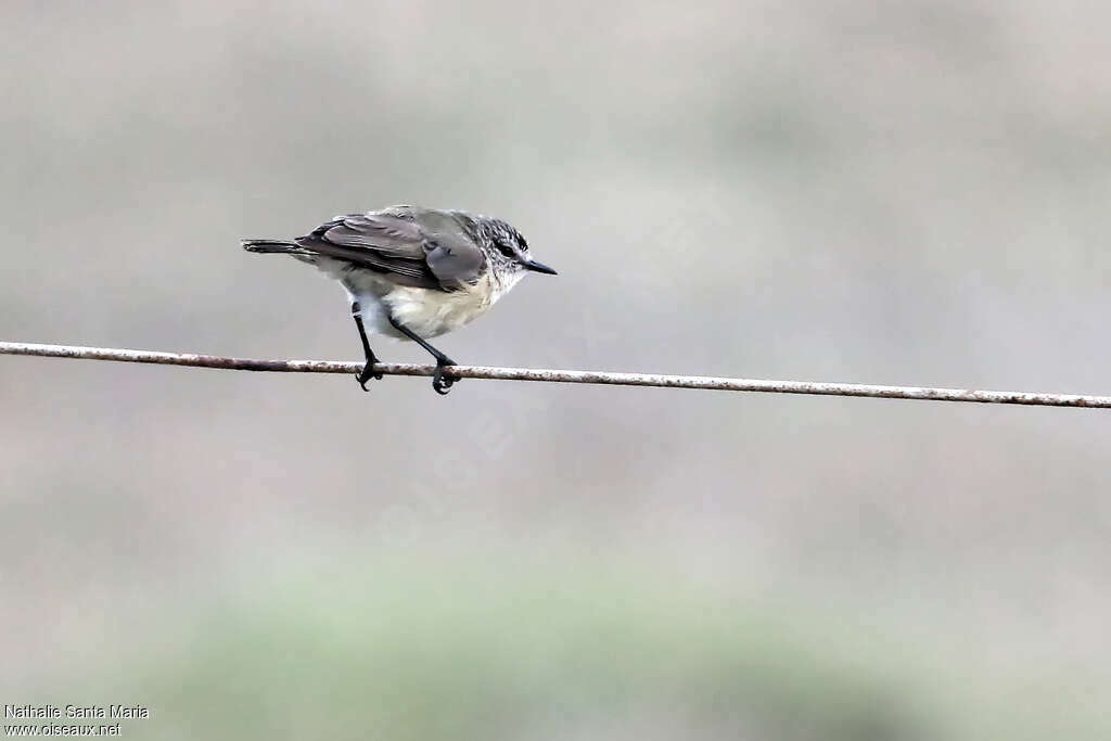 Yellow-rumped Thornbillimmature