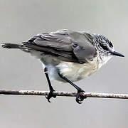 Yellow-rumped Thornbill