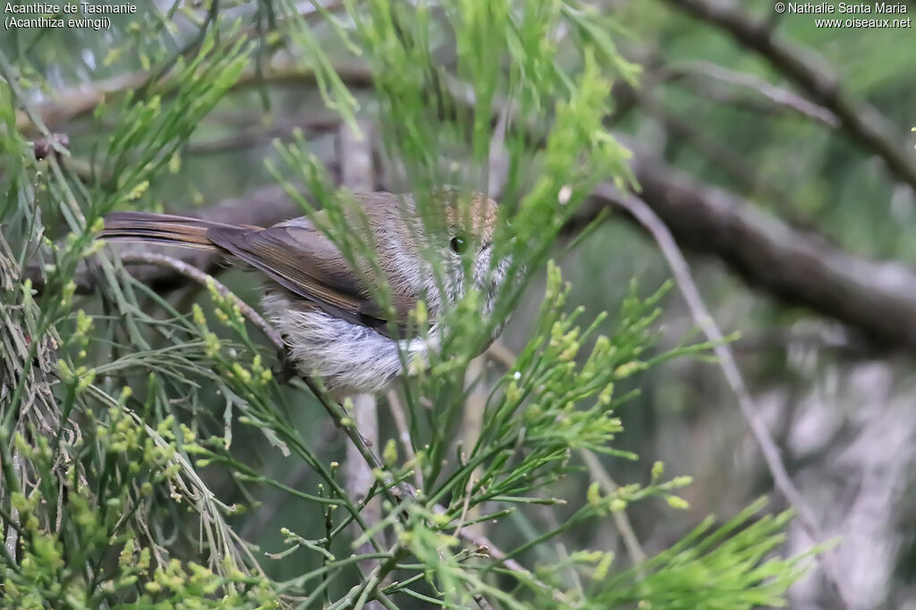 Acanthize de Tasmanieadulte, habitat