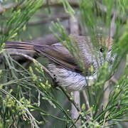 Tasmanian Thornbill