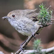 Brown Thornbill