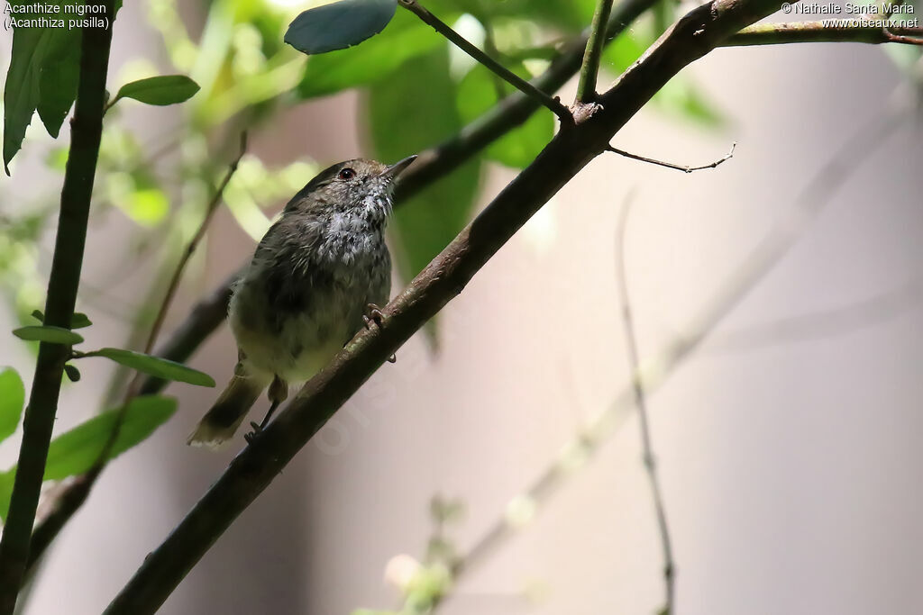 Acanthize mignonadulte, identification