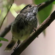 Brown Thornbill