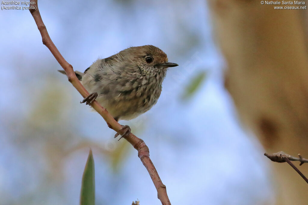 Acanthize mignonadulte, identification