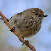 Brown Thornbill