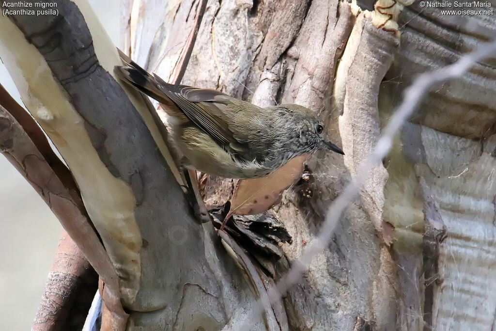 Brown Thornbilladult, habitat