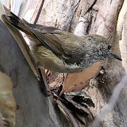 Brown Thornbill