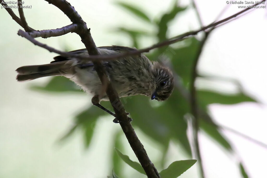 Acanthize ridéadulte, identification