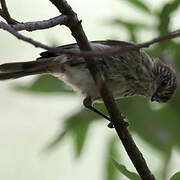 Striated Thornbill