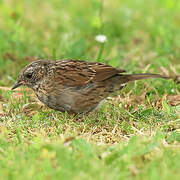 Dunnock