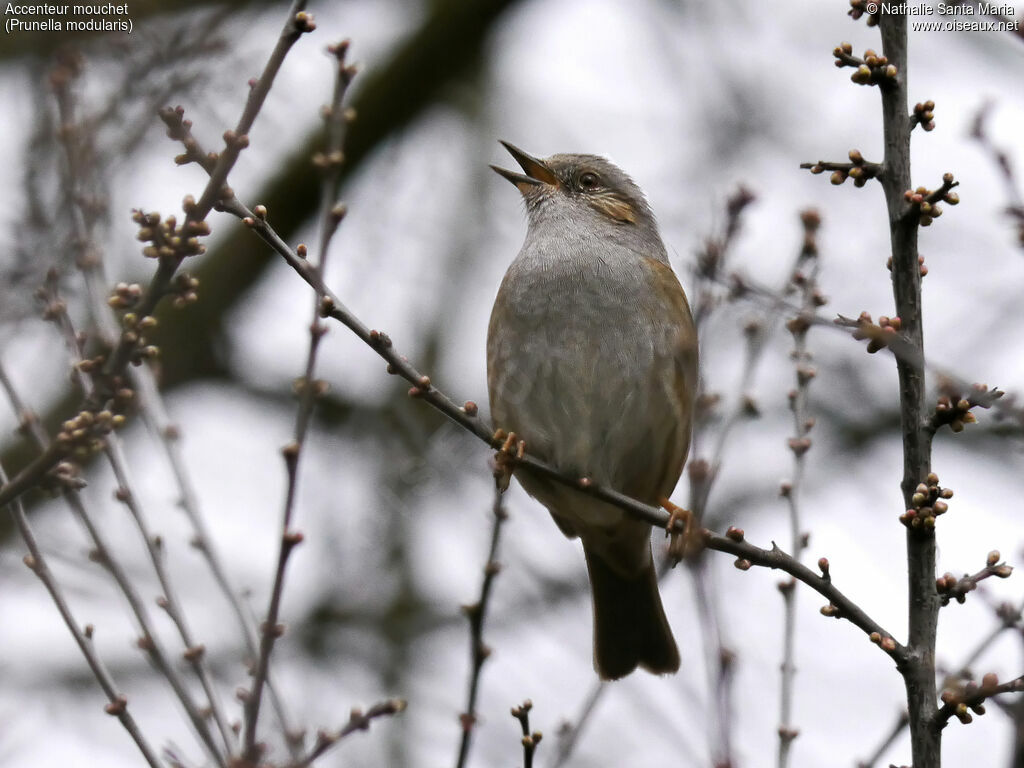 Dunnock male adult, identification, song